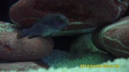 (Maschio) Cynotilapia Afra Hai Reef.jpg