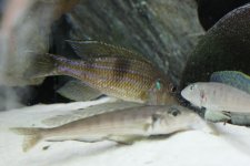 gnathochromis e xeno 067.JPG