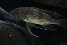 gnathochromis e xeno 083.JPG