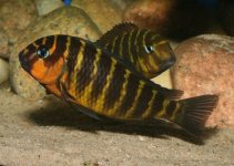 Tropheus Mpimbwe Red Cheeks - Adults and Fry - Page 3.jpg