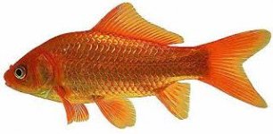 pesce rosso.jpg