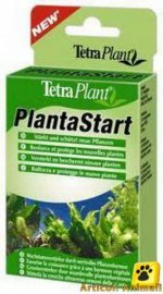 Tetra plant planta start.JPG
