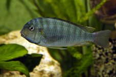 pseudosimochromis-curvi-b.jpg