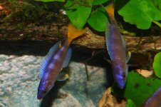 Cyprichromis leptosoma Utinta.jpg