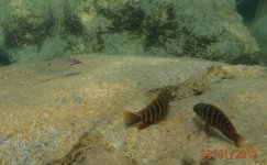 P1030022-1 Calinochromis e Eretmodus.jpg