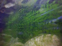 alghe puntiformi.jpg