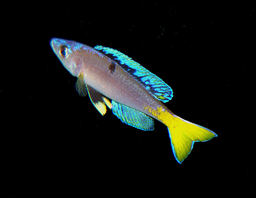 201010685437_Cyprichromis-leptosoma-Mpul.jpg