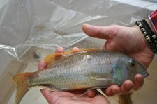 IMG_4740.jpg