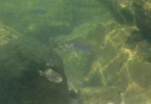 P1030093-Aulo.jpg