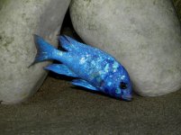 Placitanzania.jpg Placitanzania.jpg