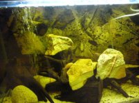 Acquario per Amatitlania nigrofasciati.jpg Acquario per Amatitlania nigrofasciati.jpg