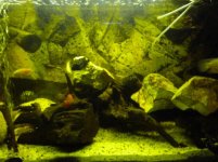 Acquario nigrofasciatus.jpg Acquario nigrofasciatus.jpg