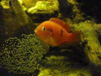Femmina Hemichromis nuova foto.jpg Femmina Hemichromis nuova foto.jpg