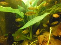 Cuccioli Hemichromis bimaculatus.jpg Cuccioli Hemichromis bimaculatus.jpg