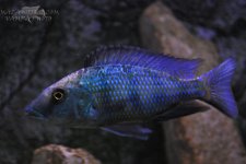 DSC_0481.JPG