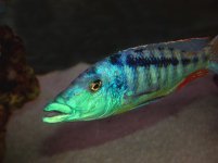 Lichnochromis-acuticeps.jpg Lichnochromis-acuticeps.jpg
