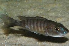 da cichlidae.us.jpg