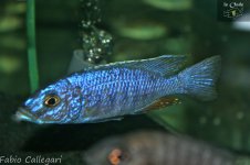 Sciaenochromis fryery wild_wm.jpg