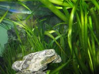 Acquario 2 050.jpg Acquario 2 050.jpg