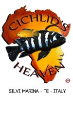 cichlid's heaven.jpg cichlid's heaven.jpg