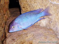 C-_Users_Public_Pictures_Acquario_100_6051.jpg