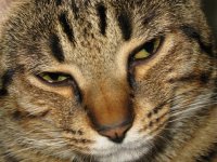Gatti 003.jpg