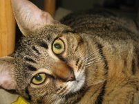 Gatti 006.jpg