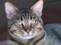 Gatti 029.jpg