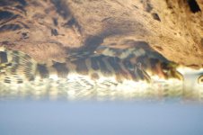L134 - Peckoltia compta.jpg