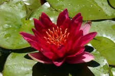 Gloriosa_001.jpg