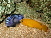 528a5a0c8d432-Pseudotropheus_saulosi.jpg
