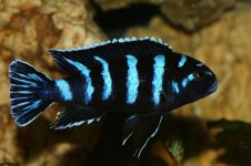 528a5ab7b20a5-ps_demasoni_maschio.jpg