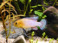 psnicholsii.jpg