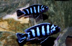 Coppia demasoni - Copia.jpg Coppia demasoni - Copia.jpg