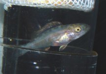 Bentho-12mar06-2.jpg