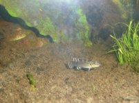 nannochromis 008.jpg