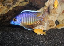 aulonocara hues.jpg