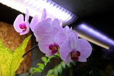 IMG_7024.jpg