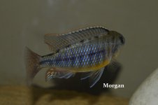 maschioimperial.jpg