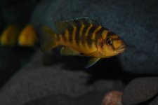 DSC_0266.jpg
