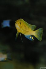 pesci 2014 055.jpg