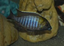 ingrif 009.jpg
