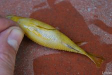 DSC_0029_tn.jpg