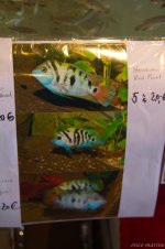IMG_8253.jpg