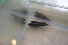 IMG_8265.jpg