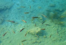 DSCF0817.JPG