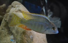 tramitichromis intermedius k.p..jpg