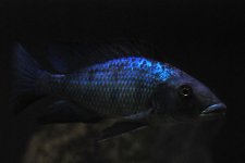 DSC_0109.JPG