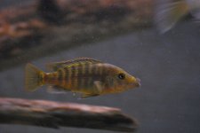 labrosus2.jpg
