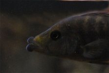 labrosus3.JPG